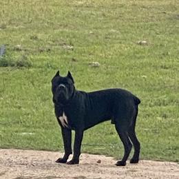 Cane Corso from Gladiator Acres