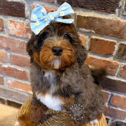 Penny (Tulip) - Merle female Bernedoodle puppy in Snohomish, Washington from Refined Doodles