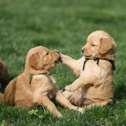 Golden Retrievers from Goose Ridge Retrievers