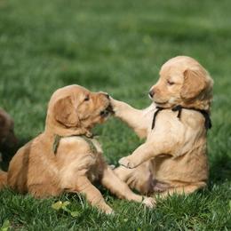 Golden Retrievers from Goose Ridge Retrievers