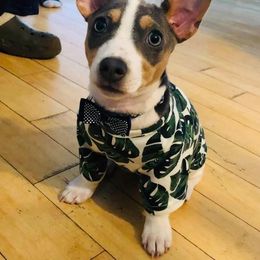 Teddy Roosevelt Terrier Puppies from Big Grove Farms