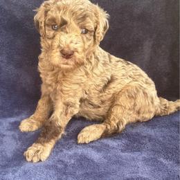 Legacy - Merle female Goldendoodle puppy in Mc Kinney, Texas from Flair Doodles