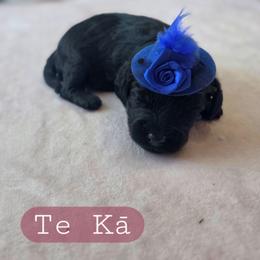 Te Ka - female Cavapoochon puppy in Bullard, Texas from Cavapoochon Central LLC