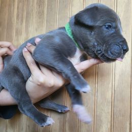 ROFO - Mantle male Great Dane puppy in Street, Maryland from Grant’s Gorgeous Greats