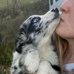 Regina - Blue merle female Australian Shepherd puppy in Kimbolton, Ohio from Wagon Wheel Aussies