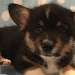 Boy 3 - Pembroke Welsh Corgi puppy in Decatur, Illinois from Smilin Corgis