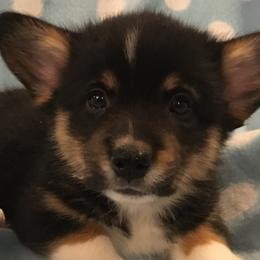Boy 3 - Pembroke Welsh Corgi puppy in Decatur, Illinois from Smilin Corgis