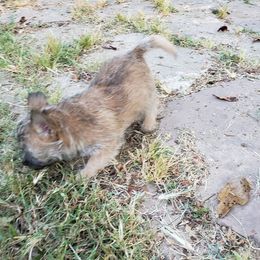 Australian Terrier and Cairn Terrier Puppies from Cedar Forrest Terriers LLC (Cairns & Australian Terriers)