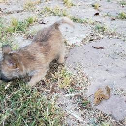 Australian Terrier and Cairn Terrier Puppies from Cedar Forrest Terriers LLC (Cairns & Australian Terriers)