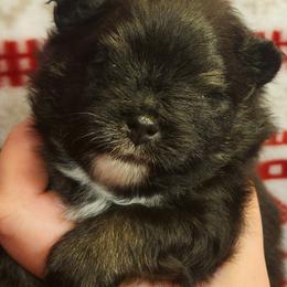 Mira - Black and tan female Pomeranian puppy in Buffalo, New York from HERRPOMS