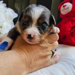 Valentino - Blue merle male Miniature Australian Shepherd puppy in Dunnellon, Florida from Ever After Mini Aussies