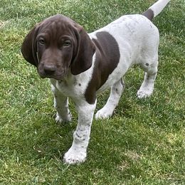 German Shorthaired Pointer Puppies from Wooldridge Kennels