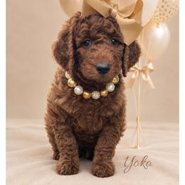 Yoko - Red  female Goldendoodle puppy in State Road, North Carolina from Must Love Doodles