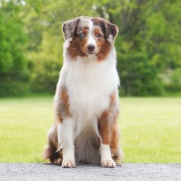 Chai - Miniature American Shepherd