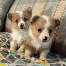 Pembroke Welsh Corgi Puppies from Carolina cotton candy corgis