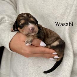 Wasabi - Sable female Bernedoodle puppy in Pennsylvania from Bells Bernedoodles