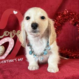Bandit - Cream male Dachshund puppy in Lincoln, Arkansas from Red Dirt Dachshunds