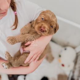 Puppy 1 - Red male Cockapoo puppy in Savannah, Georgia from Vino and Vespa Doodles