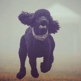 Poodles from Zodiac Standard Poodles