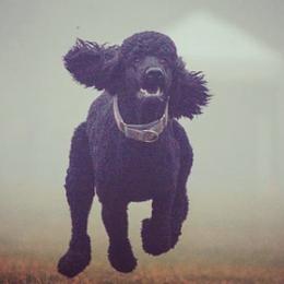 Poodles from Zodiac Standard Poodles