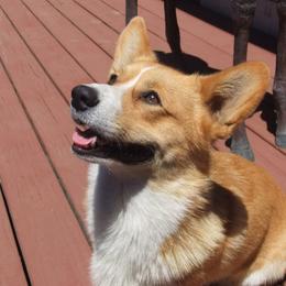 Pembroke Welsh Corgi Puppies from Avalon Farms Pembroke Welsh Corgis