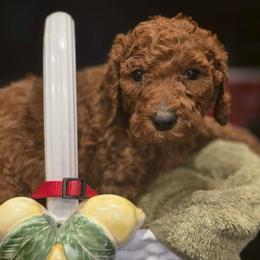 Red  Collar - Red  female Poodle puppy in Henagar, Alabama from Windy Oak Kennels