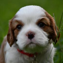 George - Blenheim male Cavalier King Charles Spaniel puppy in Hixson, Tennessee from Erickson Cavaliers