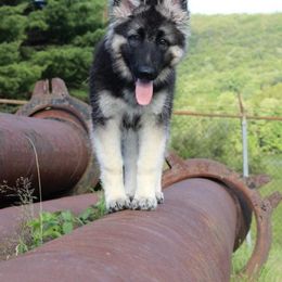 Shiloh Shepherd Puppies from NewMoon Shiloh Shepherds