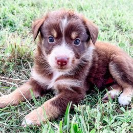 Australian Shepherds from Archusa Farms