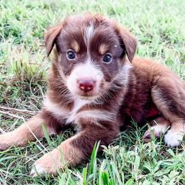 Australian Shepherds from Archusa Farms