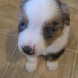 Daniel - Blue merle male Miniature Australian Shepherd puppy in Sound Beach, New York from Awesome Aussies