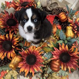 Pumpkin - Black tri male Miniature Australian Shepherd puppy in Merritt Island, Florida from Space Coast Mini Aussies