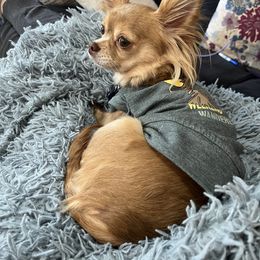 Victory PET ONLY - Chocolate female Chihuahua puppy in Augusta, Georgia from Sophia Jade's Chi Brigade