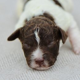 Cosmo - Brown roan male Lagotto Romagnolo puppy in St. Augustine, Florida from LBK & Ancient City