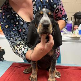 Light pink - Blue ticked and tan female Bluetick Coonhound puppy in Cherryville, North Carolina from Evenstar-WesRidge Bluetick Hounds