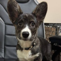 Jackie - Brindle and white female Cardigan Welsh Corgi puppy in Washington from Corgi Tails