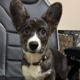Jackie - Brindle and white female Cardigan Welsh Corgi puppy in Washington from Corgi Tails