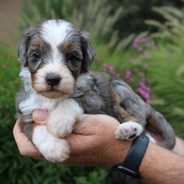 Jade - Blue merle female Bernedoodle puppy in Eagle Mountain, Utah from Fur Real Puppies.