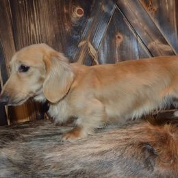 Shooter - Dachshund