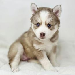 Aurora - Chocolate female Pomsky puppy in Christiana, Tennessee from Smoky Mountain Pomskies