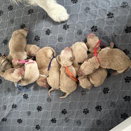 Boy 1 - Golden male Golden Retriever puppy in Modesto, California from Rooster Valley Golden Retrievers
