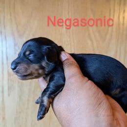 Dachshund and French Bulldog Puppies from Ferguson's Bulldogs