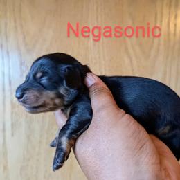 Dachshund and French Bulldog Puppies from Ferguson's Bulldogs