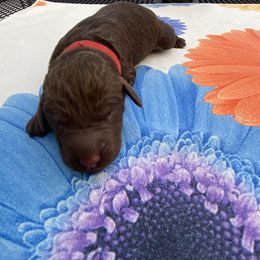 Goldendoodle Puppies from Cottage Companion Doodles