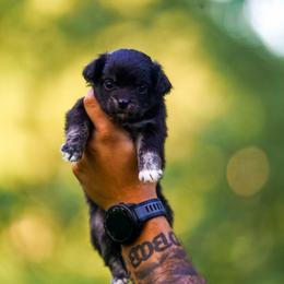 Remus - Black and tan male Chihuahua puppy in Knowlton Township, New Jersey from Augenblick Kennels