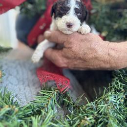 Hersheys kiss - Parti male Goldendoodle puppy in Cross, South Carolina from DoodleDandy & Danes