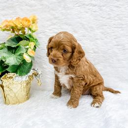 Cockapoo Puppies from Windy Ridge Cockapoos