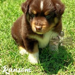 Ransom - Red tri female Miniature Australian Shepherd puppy in Muskogee, Oklahoma from Tagalong Lane Australian shepherds