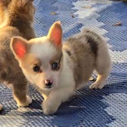 Fay - Red merle and white female American Corgi puppy in Lithia, Florida from Diamondcrest Inc