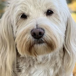 Honor - Goldendoodle